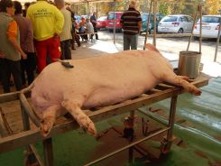 idosek-vilagnapja-2018